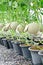 Cantaloupe melons in a greenhouse