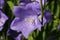 Canterbury bell blue flowers in close up