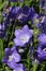 Canterbury bell blue flowers in close up