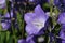 Canterbury bell blue flowers in close up