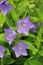 Canterbury bell blue flowers in close up