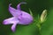 Canterbury bellflower (Campanula latifolia)