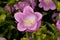 Canterbury Bells -Champion Pink- (Campanula medium) Flower