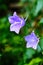 Canterbury bells flower detail