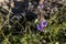 Canterbury Bells a small blue spring annual and biennial wildflower, close up drought tolerant native plant