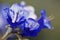 Canterbury Bells in spring at Joshua Tree National Park, California