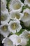 Canterbury bells, white bell flower (Campanula medium \'alba\')