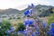 Canterbury Bells wildflowers in Joshua Tree National Park during Californias superbloom Bell wildflowers in Joshua Tree National