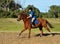 Cantering cross country horse