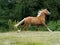 Cantering Horse