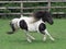 Cantering Pony