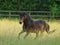 Cantering Pony