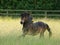 Cantering Pony