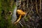 Cantharellus appalachiensis - popular edible chanterelle mushroom or fungus - with a brown spot on the cap