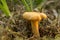 Cantharellus cibarius. Chanterelle is edible wild fungus. Yellow mushroom, natural environment background.