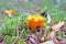 Cantharellus cibarius ( chanterelle, golden chanterelle,girolle)