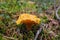 Cantharellus cibarius - edible mushroom. Fungus in the natural environment.