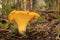 Cantharellus cibarius fungus