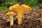 Cantharellus cibarius mushroom