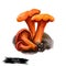 Cantharellus cinnabarinus, genus Cantharellus digital art illustration. Hardwood ingredient natural organic raw food, vegetable