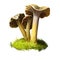Cantharellus or Craterellus tubaeformis, yellowfoot or winter mushroom closeup digital art illustration. Boletus has