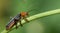 Cantharis livida