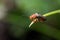 Cantharis livida beetle on grass