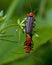 Cantharis livida mate