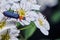 Cantharis rustica bug sitting on the white spiraea blossoms