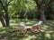 Canvas chair and wooden table under the tree in garden. Afternoon tea party setup.