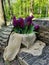 Canvas planters with burgundy hyacinths and muscari on a bench hollowed out in a recumbent tree trunk in a park on Elagin Island