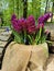 Canvas planters with burgundy hyacinths and muscari on a bench hollowed out in a recumbent tree trunk in a park on Elagin Island