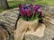 Canvas planters with burgundy hyacinths and muscari on a bench hollowed out in a recumbent tree trunk in a park on Elagin Island