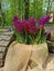 Canvas planters with burgundy hyacinths and muscari on a bench hollowed out in a recumbent tree trunk in a park on Elagin Island