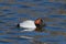 Canvasback