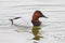 Canvasback drake duck in water