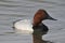 Canvasback Duck