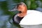 Canvasback duck