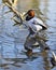 Canvasback duck