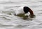 Canvasback duck diving in water