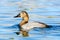 Canvasback Duck, Female