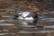 Canvasback duck grooms himslef in the pond