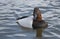 Canvasback duck male