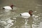 Canvasback Duck male pair swims in water.