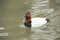 Canvasback Duck male swims in a pond.