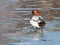 Canvasback duck standing on icy shoreline viewed close up