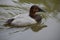 Canvasback Male Duck