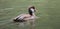 Canvasback Male Duck