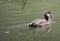 Canvasback Male Duck