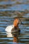 Canvasback Male Head On